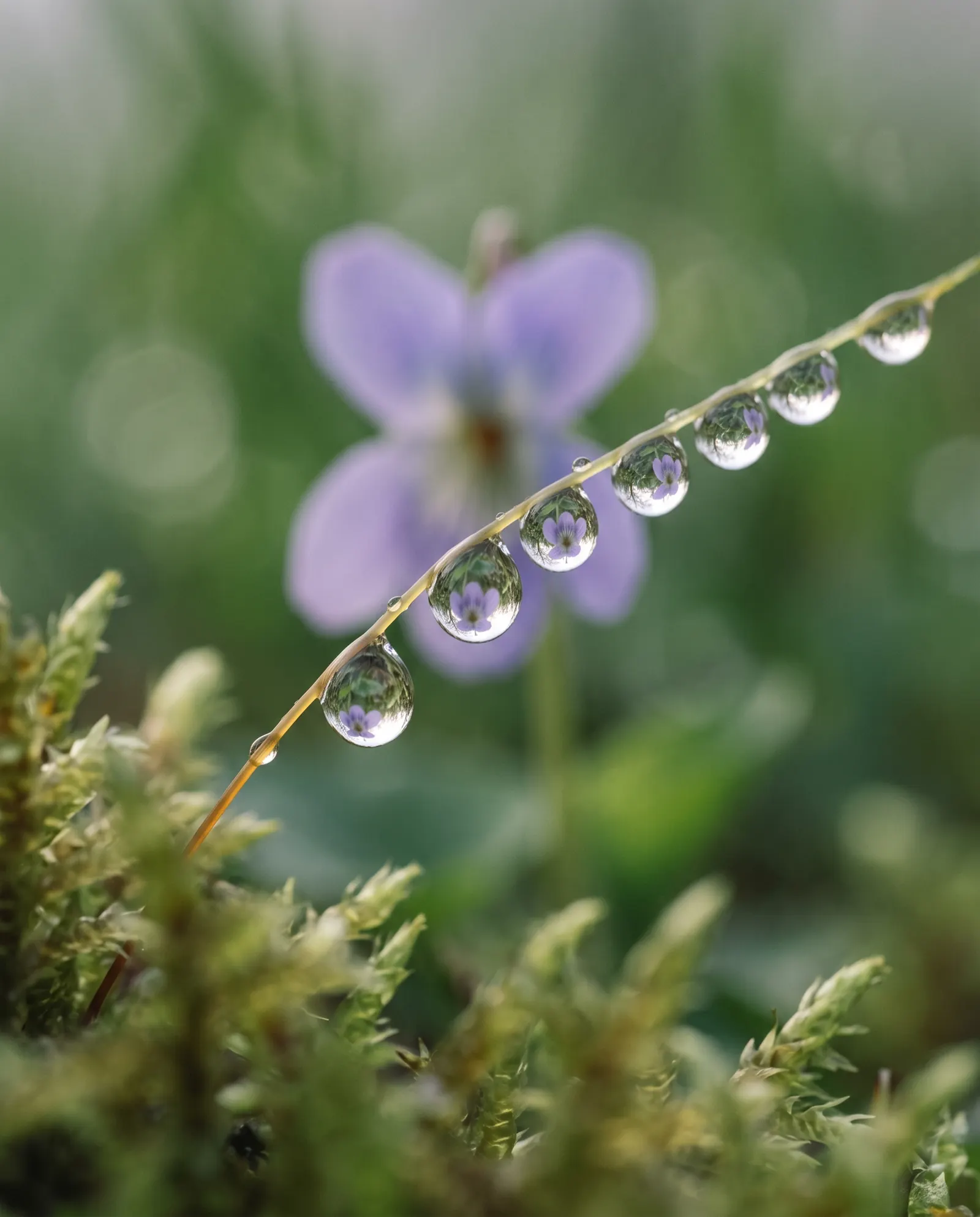 Dew drops along a grass stem in front of a violet flower