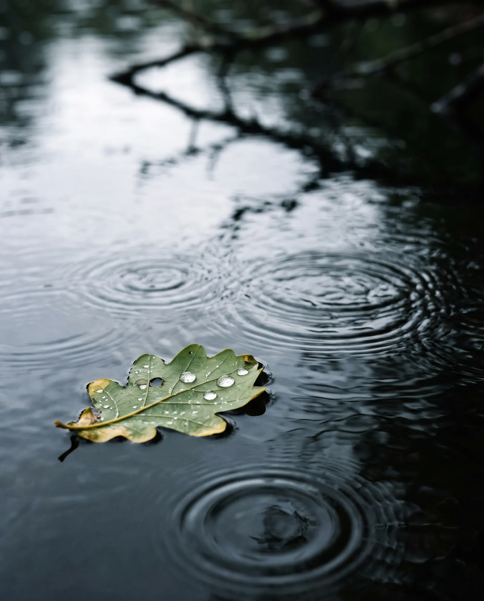 A single leaf floating on dark water under rain